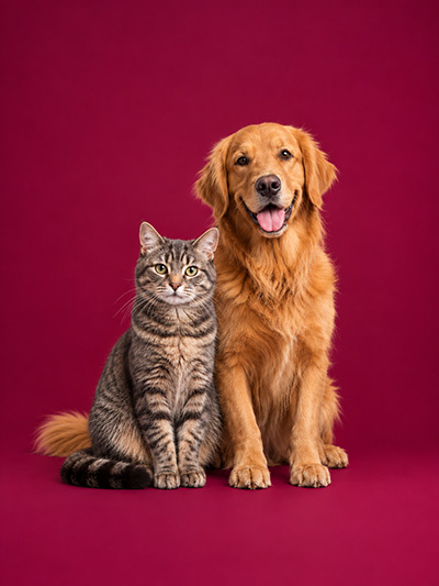 Animaux